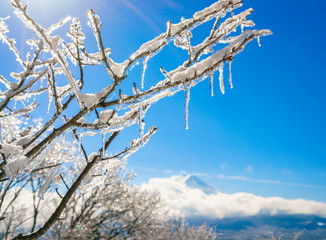 Mountain Fuji with ice coating on the trees