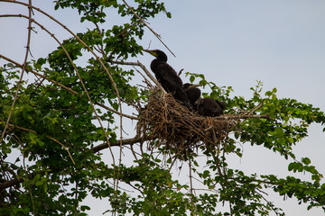 Little cormorant, Javanese cormorant (Microcarbo niger)