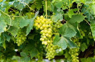 green grapes