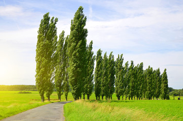 Summer landscape with poplars in sunny day. - obrazy, fototapety, plakaty