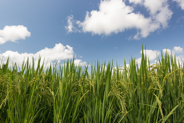 cornfield rice close up, cornfield rice in the blue sky background with clouds