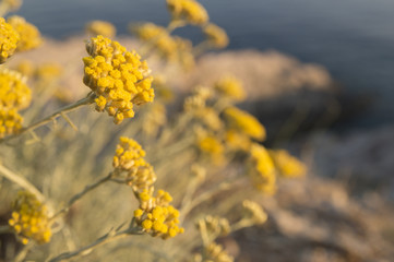 Dwarf everlast or immortelle (Helichrysum arenarium)