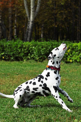 Spotted dog Dalmatian walks with the Park, engaged in training