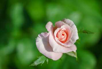 Pink rose blooming in the garden
