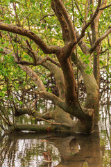 Flooded forest of mangrove trees