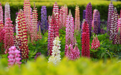 Flower lupine