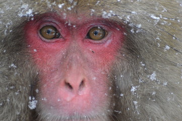 Expressão no olhar do macaco em meio à neve