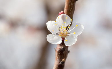 apricot flowers on a tree in nature