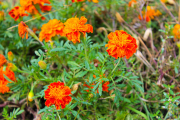 Orange marigolds in the garden