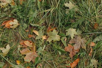 Fallen autumn leaves