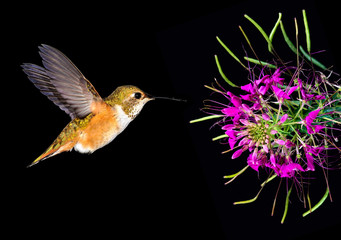 Rufous hummingbird feeding from beautiful tropical flower