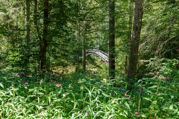 Wutach Gorge with river and bridge - Walking in beautiful landscape of the blackforest, Germany