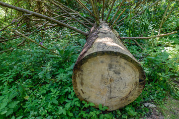 Tree of forest cutting down