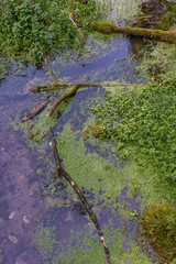 Wutach Gorge with river and waterfalls - Walking in beautiful landscape of the blackforest, Germany