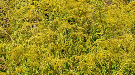 Densely growing yellow weed as natural background.