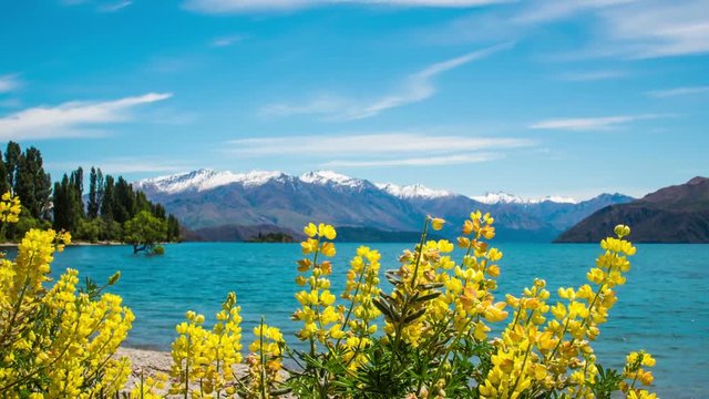Time Lapse - Beautiful Lupines by Lake Wanaka in New Zealand