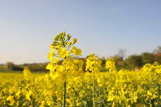 Bl&uuml;hender Raps im Feld