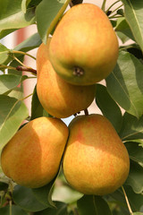 juicy, ripe pears weigh on green branch