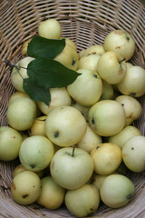juicy, ripe apples in a wattled basket