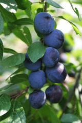very beautiful and tasty berries hanging on a branch