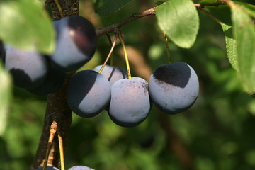 very beautiful and tasty berries hanging on a branch