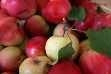 juicy, ripe apples in a wattled basket