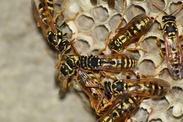 Wasp nest with wasps sitting on it. Wasps polist. The nest of a family of wasps which is taken a close-up