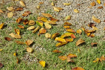 落ち葉・桜の葉