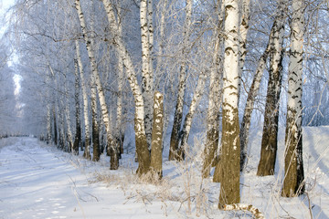 winter Forest