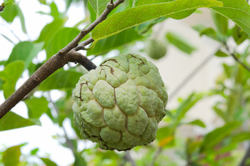 A selected focus of a custard apple on its stem