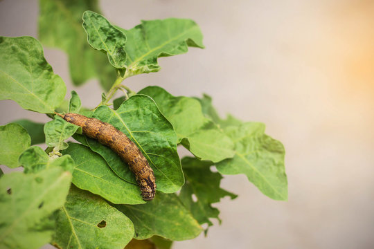 Worm on the leaves
