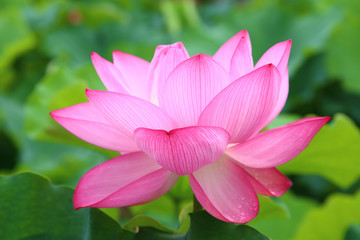 Obraz premium Close up of Lotus flower