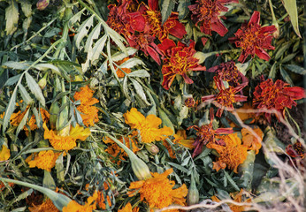 faded dry flowers in garden background