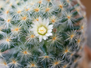 Close up on cactus 