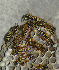Wasp nest with wasps sitting on it. Wasps polist. The nest of a family of wasps which is taken a close-up
