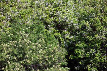 Fototapeta na wymiar blooming branch apple tree