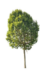 Fototapeta premium Irvingia malayana also known as Wild Almond on white background