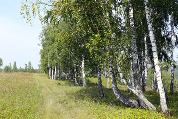 birch grove in the Urals
