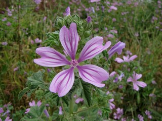 flower purple