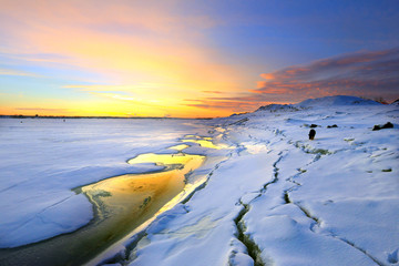 lonely dog on the river