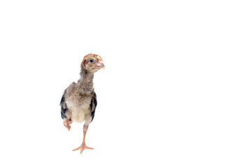 Little chicken isolated on white background.