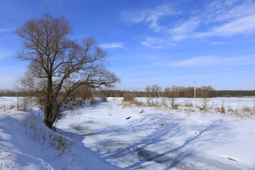 oak trees in winter