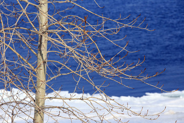 branches with swollen buds in early spring
