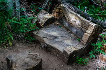 A Bench Carved From a Fallen Log Along Aspen Trail in the Santa Catalina Mountains Creates a Rest...