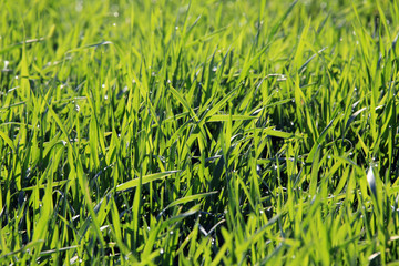 young green shoots in the field