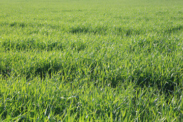 young green shoots in the field