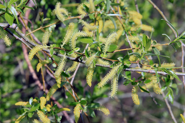 young leaves on the branch