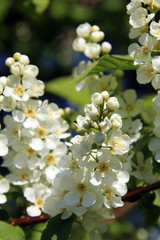 bird-cherry tree blossoms