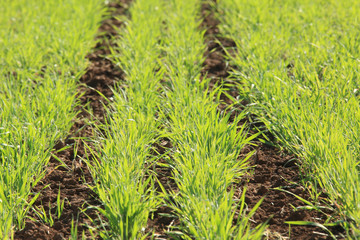 young green shoots in the field