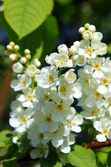bird-cherry tree blossoms